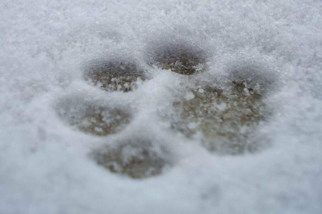 Trauer um Haustiere Wien